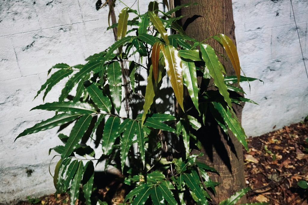 Green leafy plant growing on a tree trunk